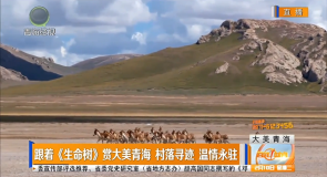 跟着《生命树》赏大美青海 村落寻迹 温情永驻