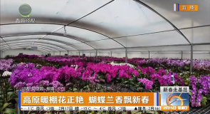 新春走基层 高原暖棚花正艳 蝴蝶兰香飘新春