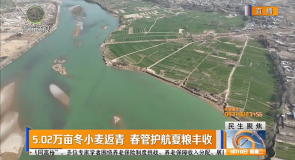5.02万亩冬小麦返青 春管护航夏粮丰收