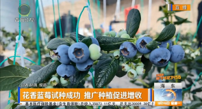 花香蓝莓试种成功 推广种植促进增收