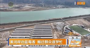 黄河岸边蓝莓香 搬迁群众逐梦忙