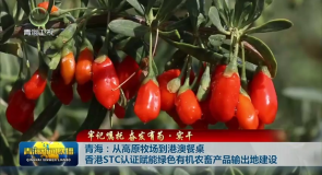 青海：从高原牧场到港澳餐桌 香港STC认证赋能绿色有机农畜产品输出地建设