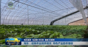 海东：设施农业提质增效 特色产业助农增收