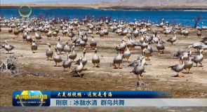 大美短视频·这就是青海 刚察:冰融水清 群鸟共舞