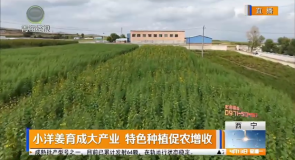 小洋姜育成大产业 特色种植促农增收