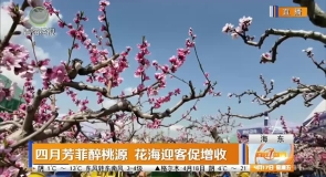四月芳菲醉桃源 花海迎客促增收