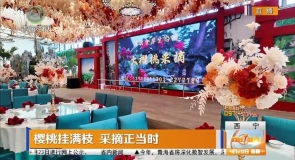 樱桃挂满枝 采摘正当时