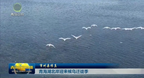 市州县传真 青海湖北岸迎来候鸟迁徙季