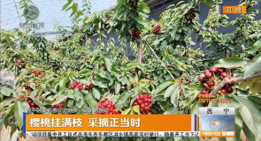 樱桃挂满枝 采摘正当时