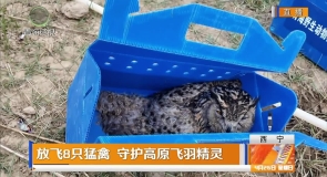 放飞8只猛禽 守护高原飞羽精灵