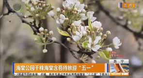 海棠公园千株海棠含苞待放迎“五一”