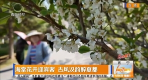海棠花开迎宾客 古风汉韵醉夏都