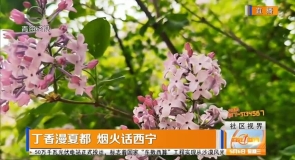 丁香漫夏都 烟火话西宁