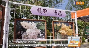 丁香争艳满夏都 绘就生态新画卷