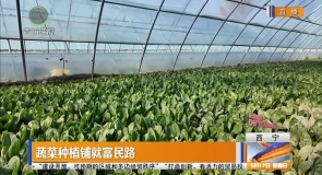 蔬菜种植铺就富民路