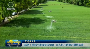 市州县传真 循化:抢抓小麦灌浆关键期 无人机飞防助力夏粮丰收