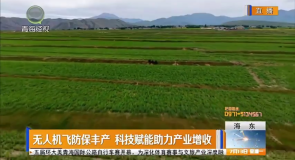无人机飞防保丰产 科技赋能助力产业增收