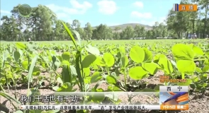 荷兰豆铺就致富路