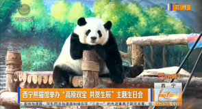 西宁熊猫馆举办“高原双宝 共贺生辰”主题生日会