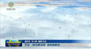 【大美短视频·这就是青海】茫崖:候鸟栖戈壁 湿地焕新生