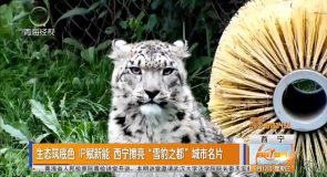 生态筑底色 IP赋新能 西宁擦亮“雪豹之都”城市名片
