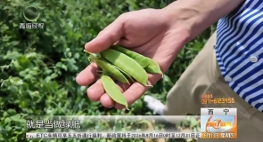 冷凉蔬菜成名片 高原好物走四方
