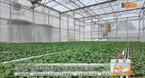 健全四级繁育体系 筑牢马铃薯种源安全屏障