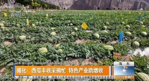 循化:西瓜丰收采摘忙 特色产业助增收