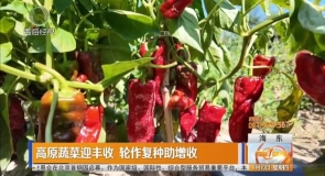 高原蔬菜迎丰收 轮作复种助增收