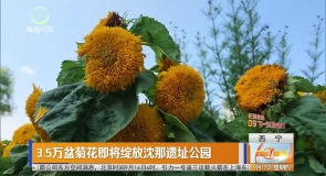 3.5万盆菊花即将绽放沈那遗址公园