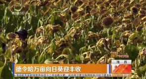 德令哈万亩向日葵迎丰收