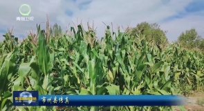 尖扎：扎实推进“粮改饲”助力“种养一体化”