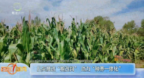 扎实推进“粮改饲” 助力“种养一体化”