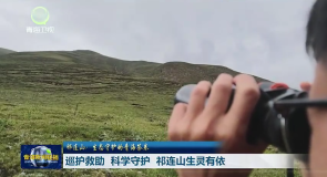 祁连山：生态守护的青海答卷 巡护救助 科学守护 祁连山生灵有依