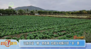 设施农业“棚”勃发展 绘就乡村振兴好“丰”景