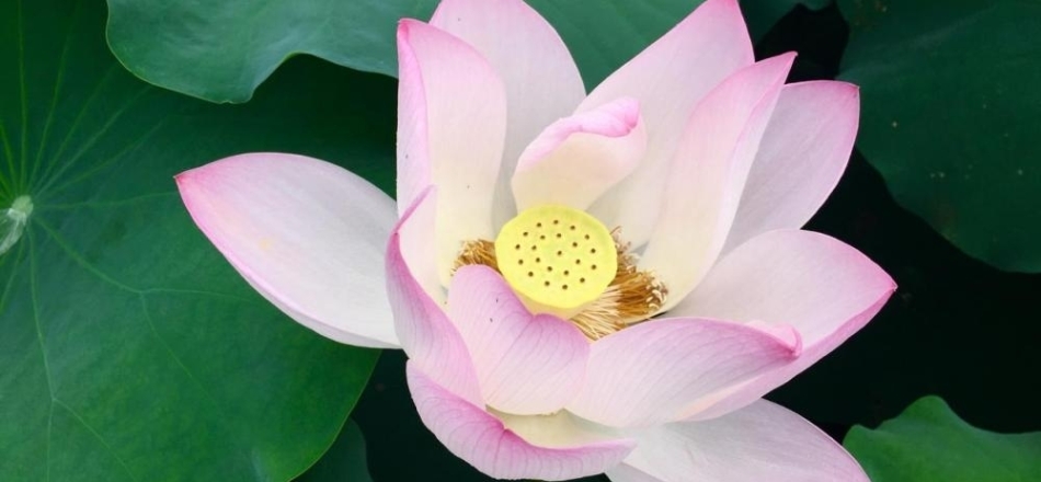 新华走笔丨许雪毅：夏日，走过荷塘
